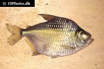 tetragonopterus chalceus tetragonopterus chalceus