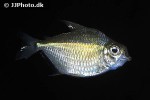 tetragonopterus species camaiu tetragonopterus species camaiu