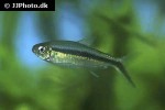 thayeria boehlkei thayeria boehlkei