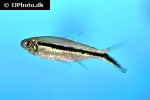 thayeria boehlkei thayeria boehlkei