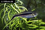 thayeria boehlkei thayeria boehlkei