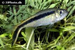 thayeria boehlkei thayeria boehlkei
