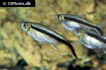 thayeria boehlkei thayeria boehlkei