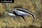 thayeria boehlkei thayeria boehlkei