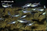 thayeria boehlkei thayeria boehlkei