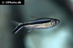 thayeria boehlkei thayeria boehlkei