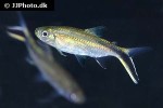 thayeria obliqua thayeria obliqua