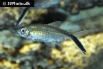 thayeria obliqua thayeria obliqua