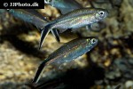 thayeria obliqua thayeria obliqua