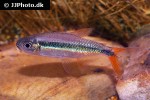 thayeria species rio teles pires thayeria species rio teles pires