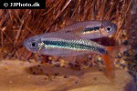 thayeria species rio teles pires thayeria species rio teles pires