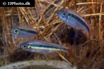 thayeria species rio teles pires thayeria species rio teles pires