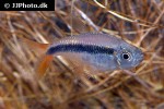 thayeria species rio teles pires thayeria species rio teles pires