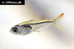 trochilocharax ornatus trochilocharax ornatus