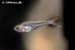 trochilocharax ornatus trochilocharax ornatus