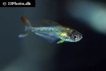 trochilocharax ornatus trochilocharax ornatus