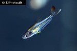 trochilocharax ornatus trochilocharax ornatus