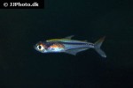 trochilocharax ornatus trochilocharax ornatus