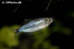 tyttocharax cochui tyttocharax cochui