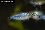 tyttocharax cochui tyttocharax cochui