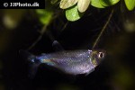 tyttocharax cochui tyttocharax cochui