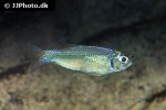 tyttocharax tambopatensis tyttocharax tambopatensis