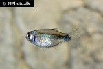 tyttocharax tambopatensis tyttocharax tambopatensis