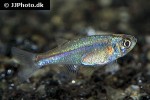 tyttocharax tambopatensis tyttocharax tambopatensis