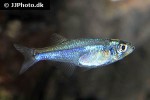 tyttocharax tambopatensis tyttocharax tambopatensis