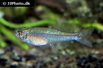 tyttocharax tambopatensis tyttocharax tambopatensis