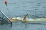 10 bangkok   bung sam lan lake