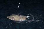 31 gulf of thailand