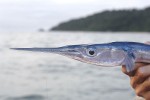 38 gulf of thailand