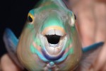 40 gulf of thailand