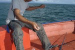 43 gulf of thailand