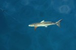 45 gulf of thailand
