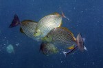 55 gulf of thailand