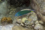 57 gulf of thailand