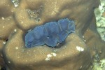 60 gulf of thailand