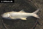 eleutheronema tetradactylum eleutheronema tetradactylum
