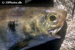 galeoides decadactylus galeoides decadactylus