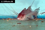 polynemus dubius polynemus dubius