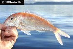 nemipterus furcosus nemipterus furcosus