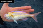 nemipterus isacanthus nemipterus isacanthus