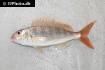 nemipterus peronii nemipterus peronii