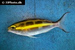 pentapodus caninus pentapodus caninus