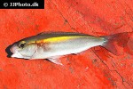 pentapodus setosus pentapodus setosus