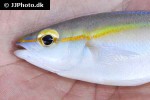 pentapodus setosus pentapodus setosus