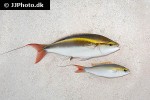 pentapodus setosus pentapodus setosus