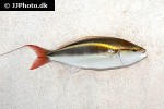 pentapodus setosus pentapodus setosus